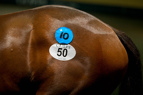Goffs Orby14 CF5 241