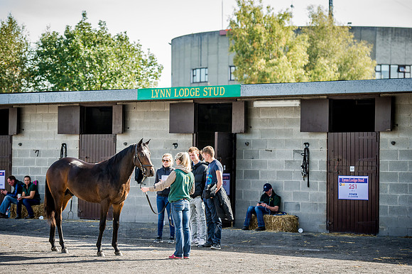 Goffs Orby 2015 -304