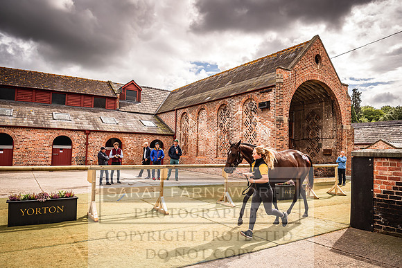 Goffs Yorton Sale 2022-195