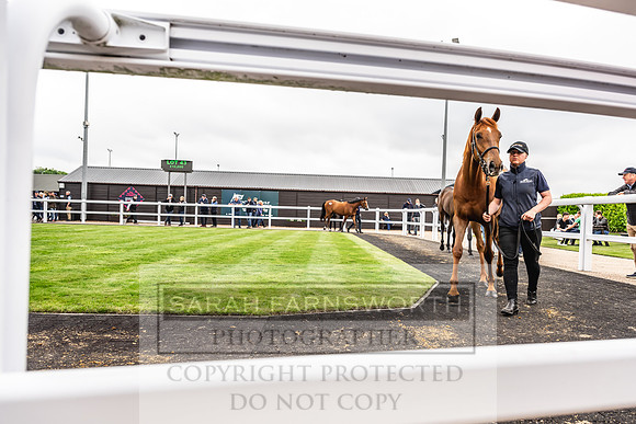 Goffs UK Spring Sale 2024-114