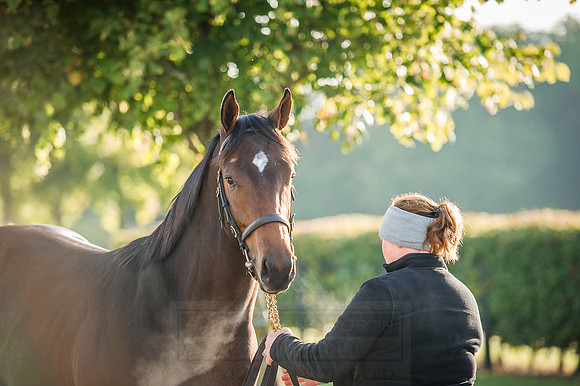 Goffs Orby 2015 -169