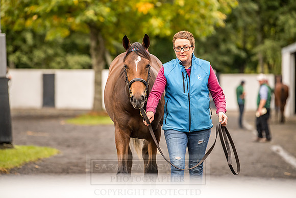 Goffs Orby 2018 Day 1-63