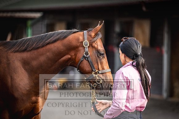 Goffs UK PY24-270