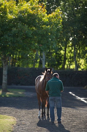 Goffs Orby14 CF7 283