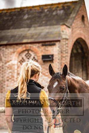Goffs Yorton Sale 2022-204