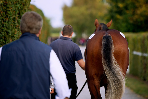 Goffs Orby14 CF1 609
