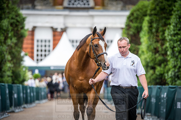 Goffs London Sale 2016-94