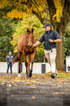 Goffs Orby 2018 Day 1-94
