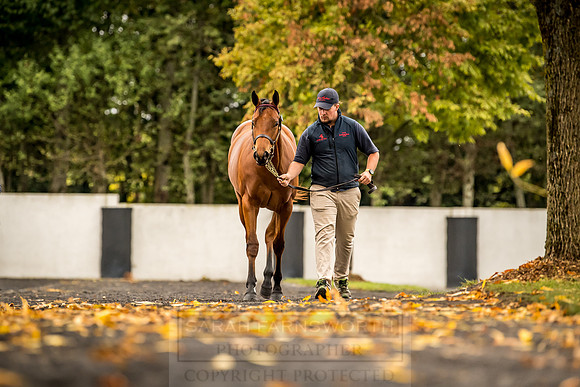 Goffs Orby 2018 Day 1-101