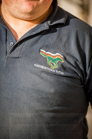 Goffs Orby 2015 -229