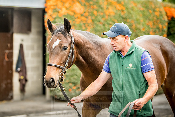 Goffs Orby 2018 Day 2-98