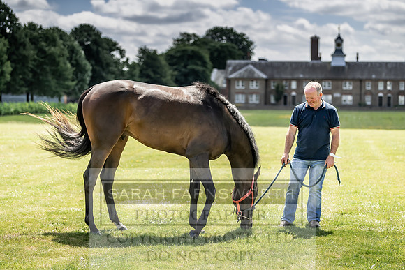 Goffs London Sale 2019-3