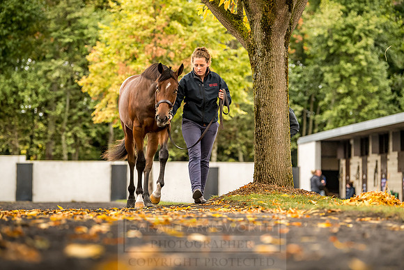 Goffs Orby 2018 Day 1-113
