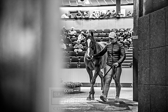 Goffs Orby 2018 Day 1-205