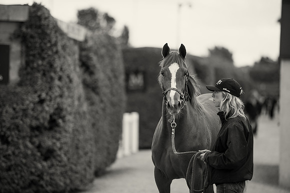 Goffs Orby14 CF11 099 bw