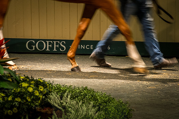 Goffs Orby 2015 -347