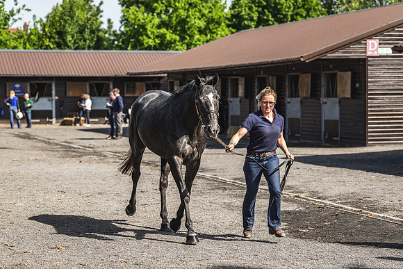 Goffs UK Spring Sale 22 Day 2-11