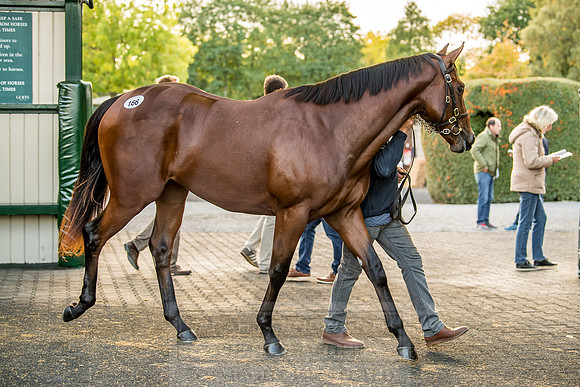 Goffs Orby 2018 Day 1-367
