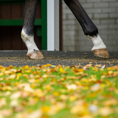 Goffs Orby14 CF7 034