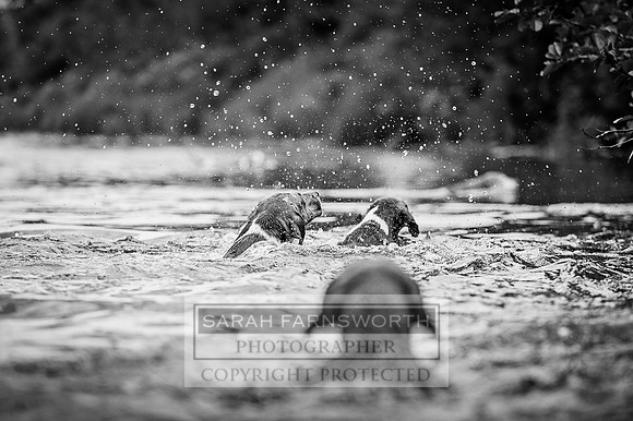 Desmond 040616-150 bw
