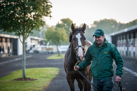 Goffs Orby 2015 -100