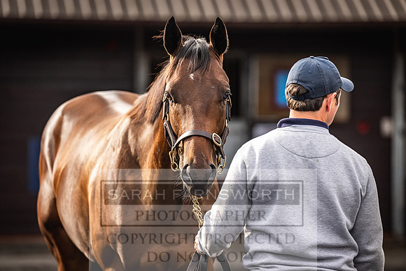 Goffs UK PY24-19