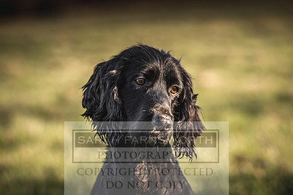 Avonmeadow Stud Dogs-114