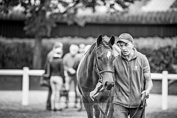 Goffs Orby 2018 Day 2-90