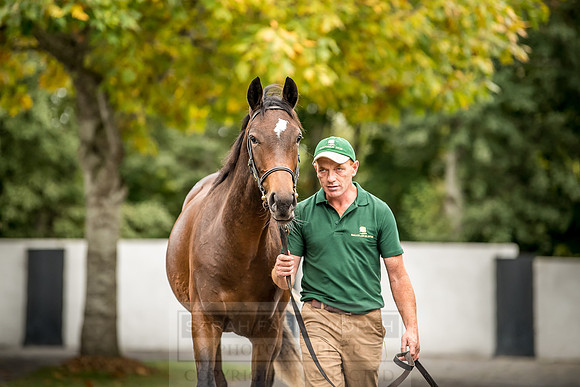 Goffs Orby 2018 Day 2-203