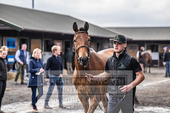 Goffs UK Spring Sale 2024-50