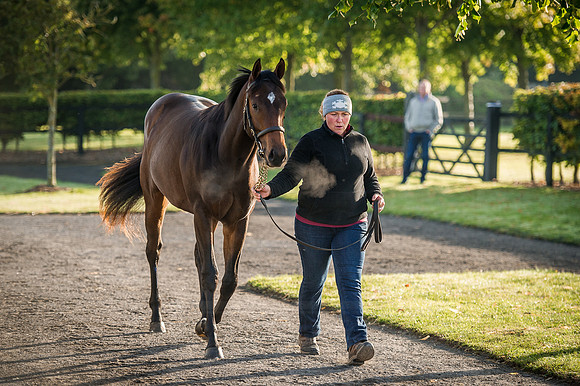 Goffs Orby 2015 -165