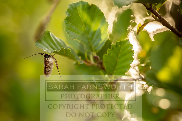 Mayfly Hatch and Brown Trout 2020-87