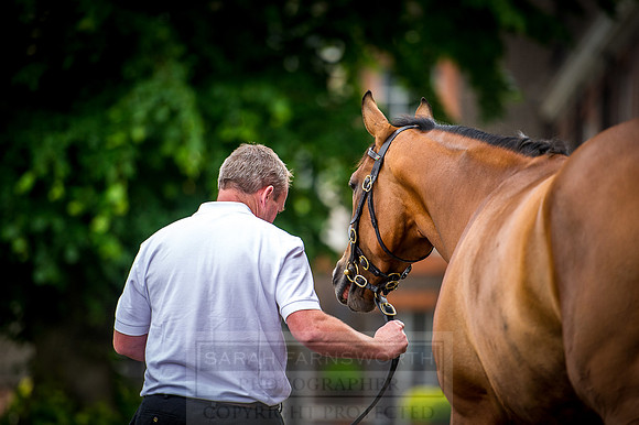 Goffs London Sale 2016-52
