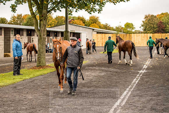 Goffs Orby 2018 Day 1-58