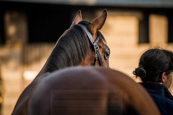 Goffs Orby 2015 -108