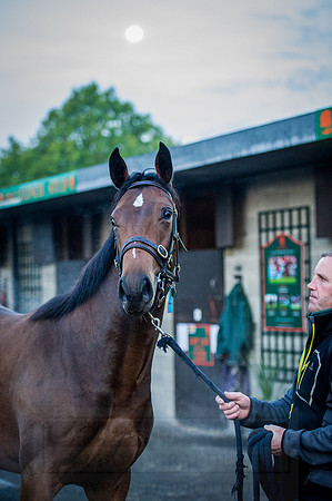 Goffs Orby 2015 -69