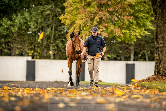 Goffs Orby 2018 Day 1-100