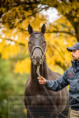 Goffs Orby 2018 Day 1-128