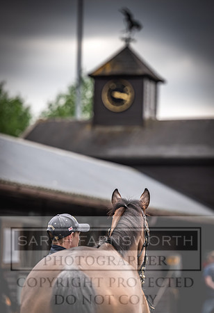 Goffs UK Spring Sale 2024-145