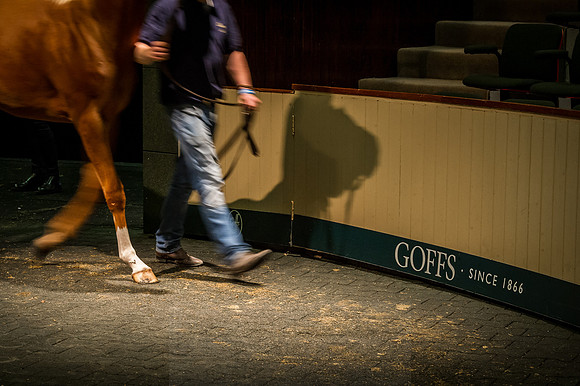 Goffs Orby 2015 -346
