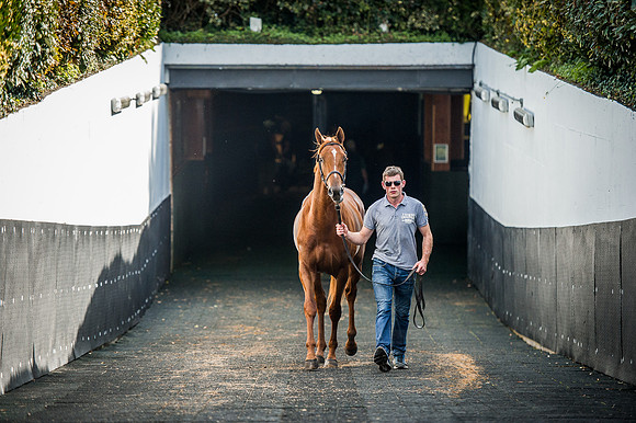 Goffs Orby 2015 -600