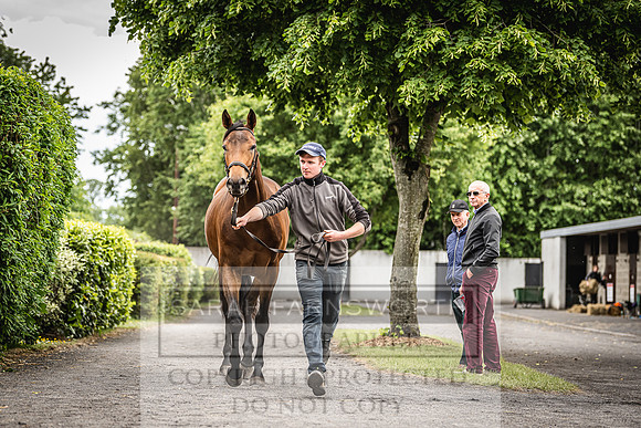Goffs Land Rover Sale 2022-404
