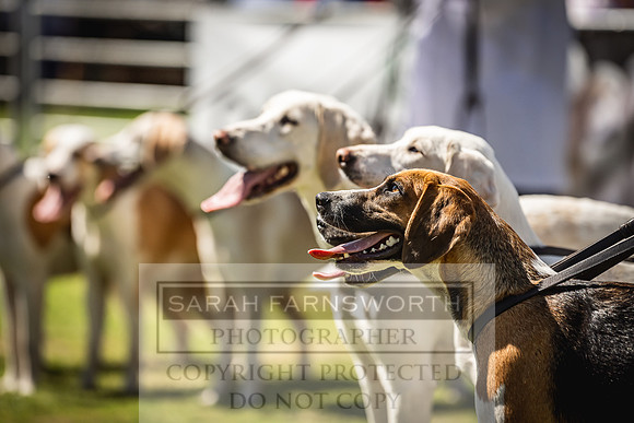 Rydal Hound Show 2022-53