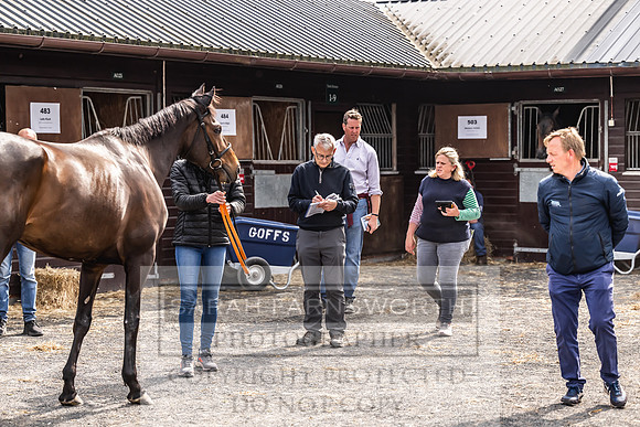 Goffs UK Spring Sale 2024-167