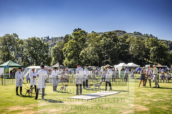 Rydal Hound Show 2022-166