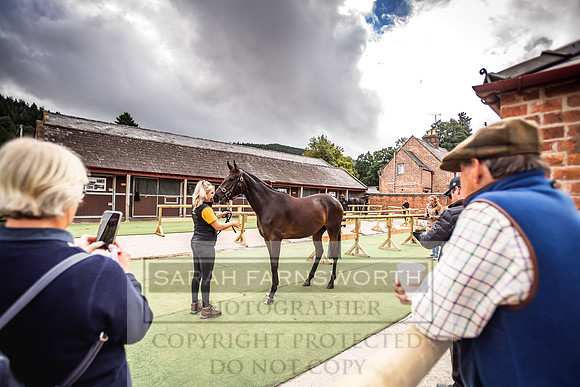 Goffs Yorton Sale 2022-1