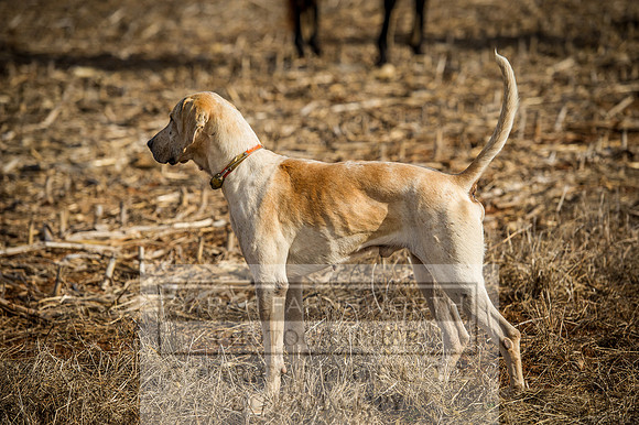 Mooreland Hunt-11