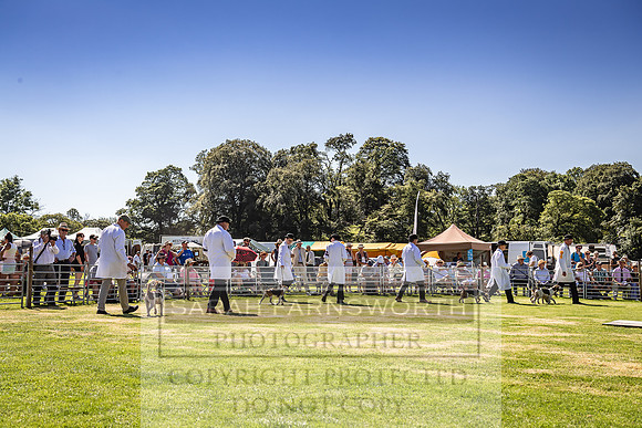 Rydal Hound Show 2022-36