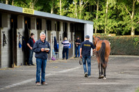 Goffs Orby14 CF1 030