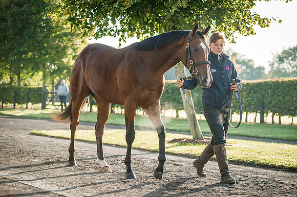 Goffs Orby 2015 -180